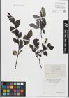 Foto von Salix glabra Scop.